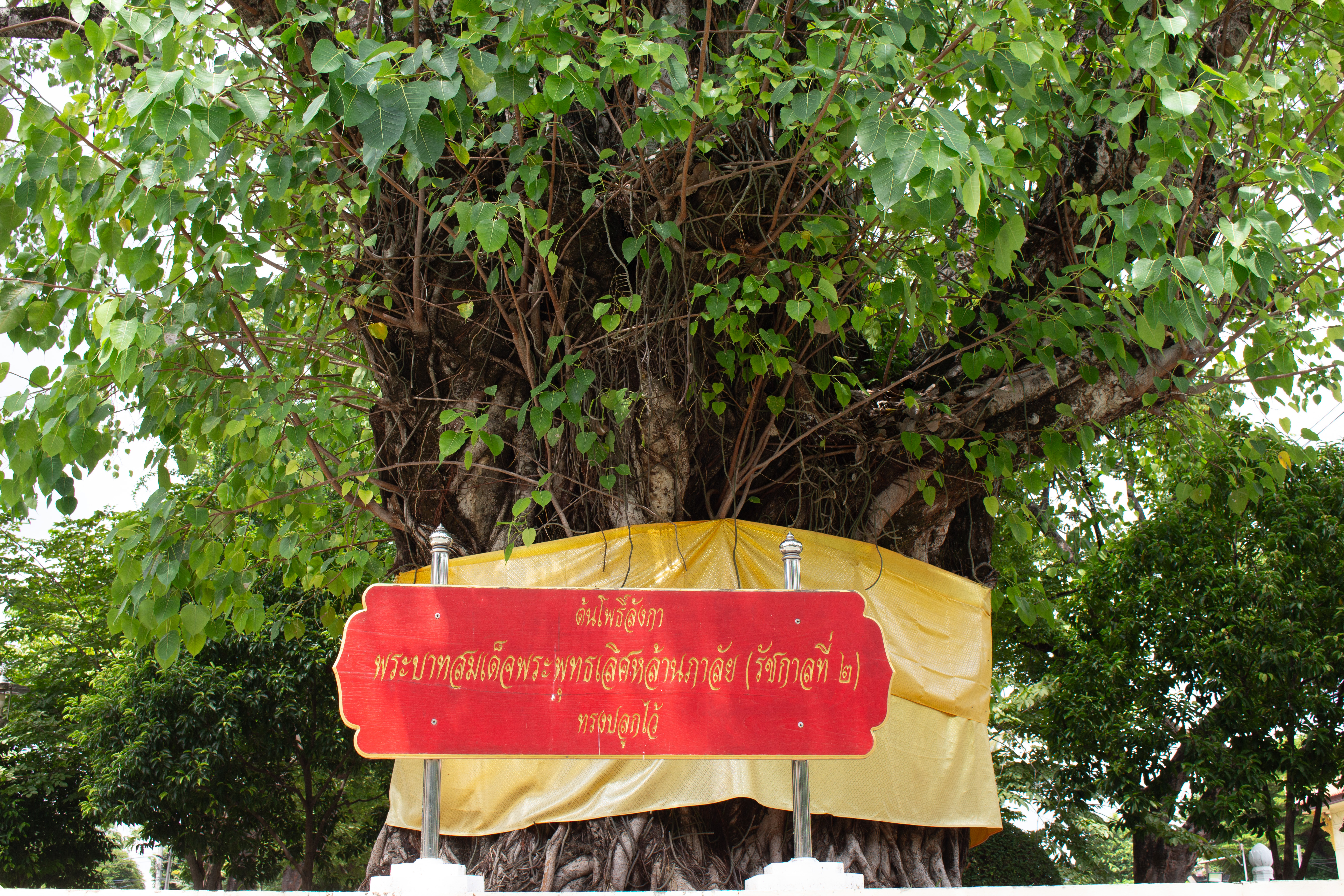 ต้นโพธิ์ลังกา
