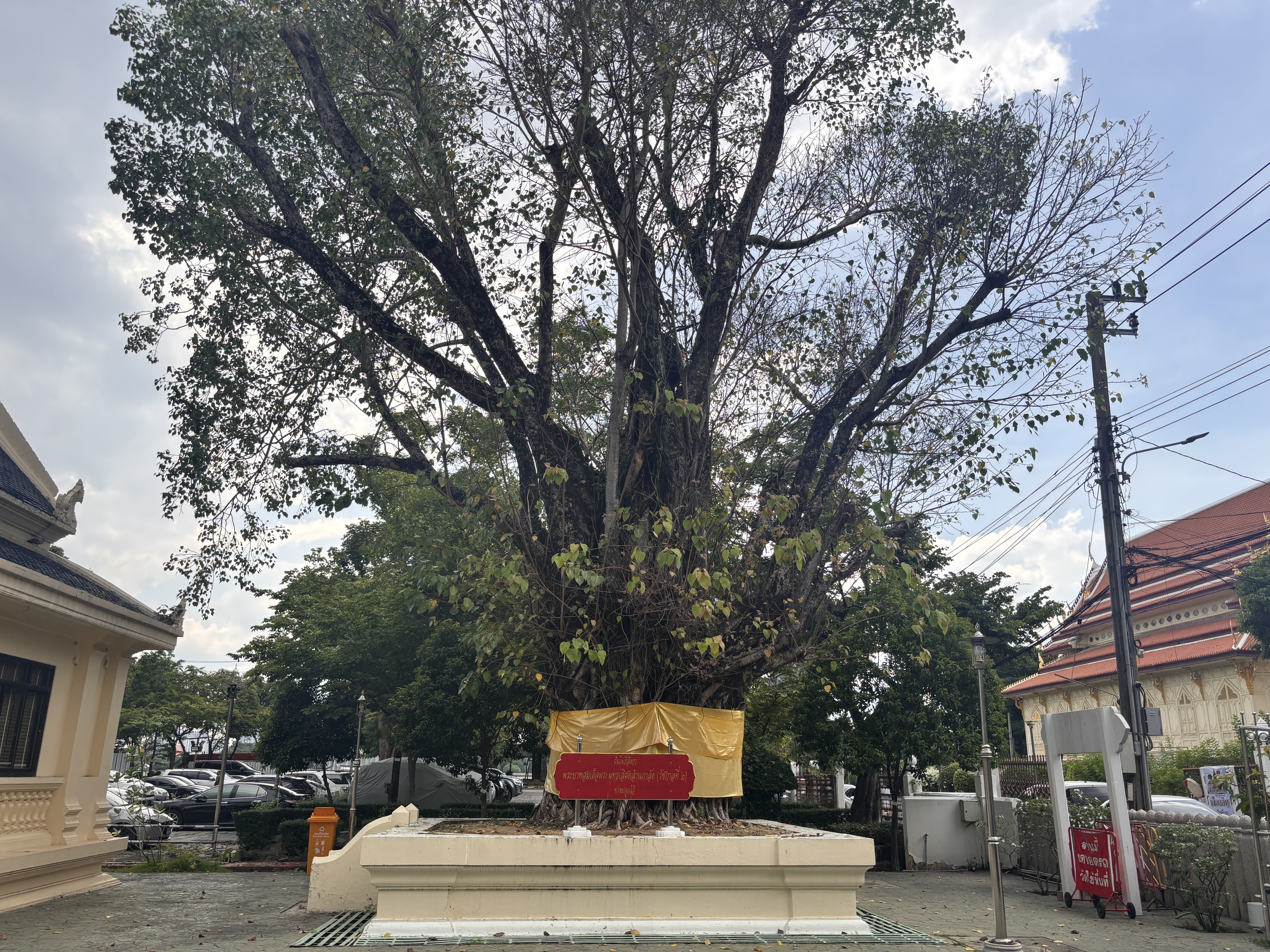 ต้นพระศรีมหาโพธิ์